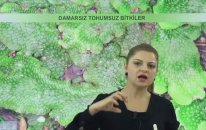 Damarsız Tohumsuz ve Damarlı Tohumsuz Bitkiler - YGS LYS | Lisego