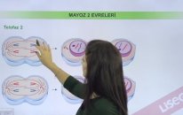 Mayoz 2 Evreleri Neledir? - YGS LYS Konu Anlatımı | Lisego