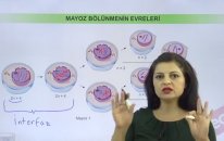 Mayoz Bölünme - İnterfaz Aşaması Konu Anlatımı - YGS LYS | Lisego