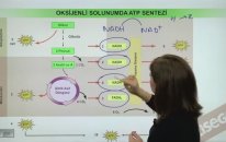 Oksijenli Solunumda ATP Sentezi Konu Anlatımı - YGS LYS | Lisego