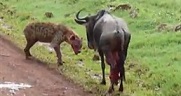 Sırtlanı Pazara Gönderen Antilop