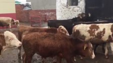 KARSTAN EN UYGUN FİYATLARA BESİLİK , KURBANLIK , YAYLIMLIK DANALAR - DÜVELER