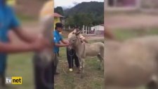 Eşek Bu Eşekliğe Göz Yummadı