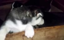 Satılık Sibirya Kurdu Husky Yavruları