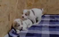 Satılık Alabay Çoban Köpeği Yavruları