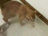 kedi ile farenin İlginç dostluğu