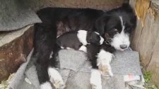 Bartın'da doğan 3 ayaklı köpek görenleri şaşırtıyor