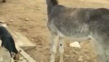 Eşeğin İntikamı Fena Oldu