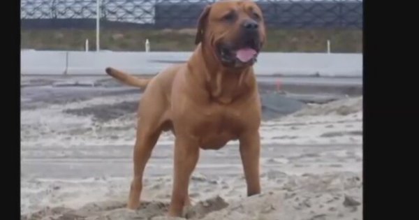 Dünyanın En Öldürücü Köpekleri