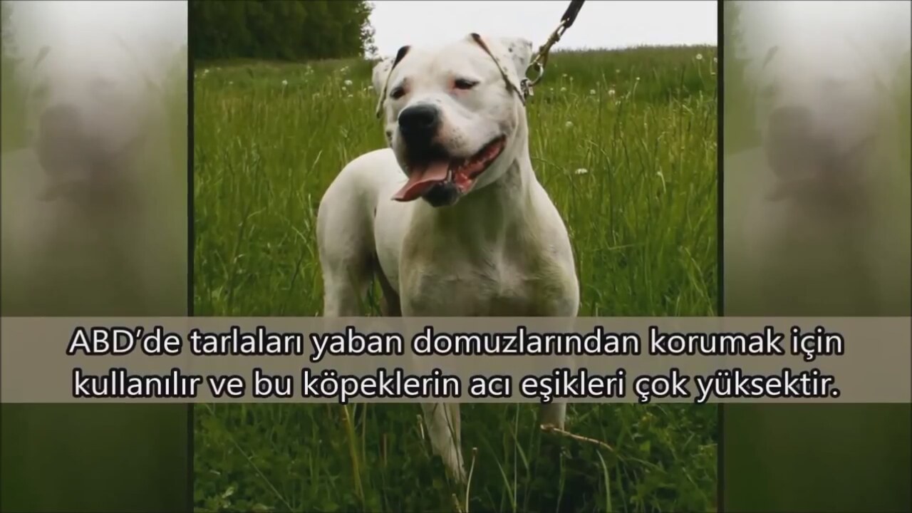 Dünyada yasaklanan 5 köpek ırkı Dünyada yasaklanan 5 köpek ırkı