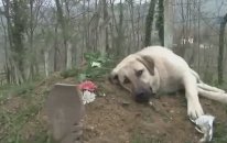 Kangal Her gün ölen sahibinin mezarına gidiyor
