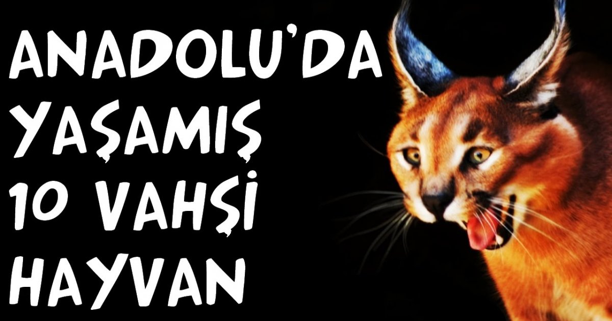 Anadolu�da Yaşayan 10 Vahşi Hayvan