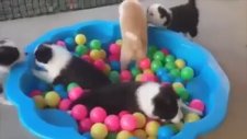 Top Havuzunda Oynayan Köpekler