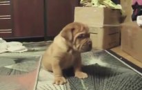 Satılık Fransız Mastiff Yavruları