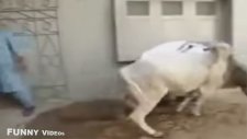 Awesome kick by Dangerous cow bakra eid 2015 funny compilation