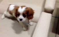 Satılık Cavalier King Charles Yavruları