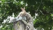 Kertenkele, Tavşanı Böyle Yedi