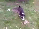 panda sibirya kırması mi$a:d
