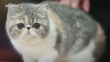 Evde Bakımı En Kolay 10 Kedi Cinsi