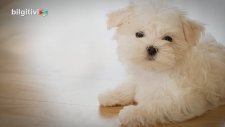 Evde Bakımı En Kolay 15 Köpek Cinsi