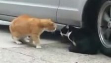 Kedi Kavgası Dün gece eve neden gelmedin tartışması Türkce alt yazılı Süper