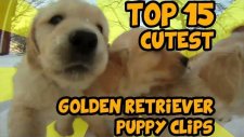 Tarihin en komik Golden Retriever'ları