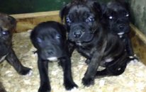 Satılık el presa canario yavruları