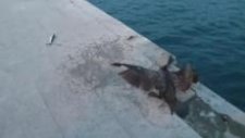 Oltaya Takılan Karabatak ve Balık