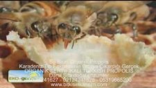Su Bazlı Organik Propolis