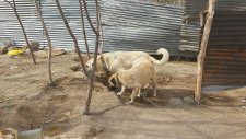 SATILIK KANGAL