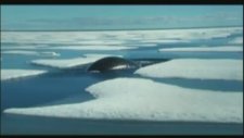 Vangelis - Antarctic Echoes ( Trt Sualtı Belgeseli Müziği)