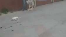 Avcının Yıkıldığı An
