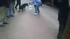 Psikopat Kedi
