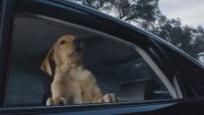 Köpek ve Atın Duygulandıran Dostluğu - Budweiser