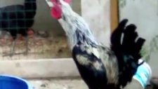 24 Saniye Öten Denizli Horozu