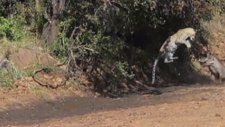 Yaban Domuzu Leoparın Hamlesini Böyle Savuşturdu