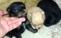 Satılık Pomeranian Boo Dog Yavruları