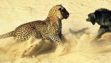 Yavru Babunu Koruyan Genç Leopar