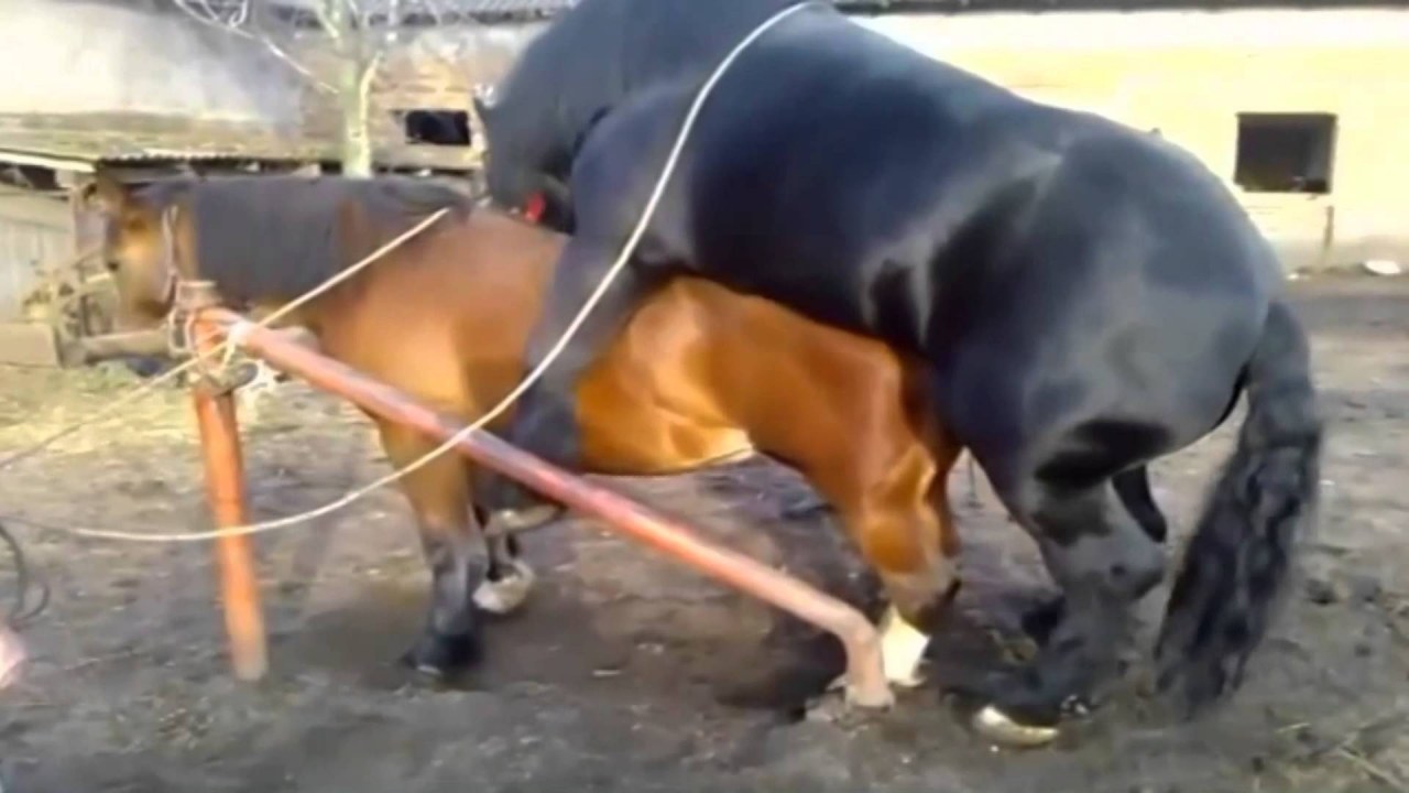 Hayvan.pornosu