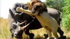 Gergedan ile Aslan Kavgası
