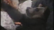 Ayı (Bir Sevgi Filmi) - The Bear