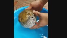 Korkunca şişen balon balığı