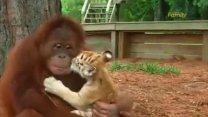 Kaplan Yavrularına Dadılık Yapan Orangutan