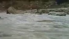 Aslan vs Yavru Ayı - Ayı Filmi Final Sahnesi