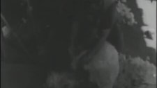 Devlet Üretme Çiftlikleri (1976)