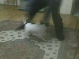 pitbull tango show