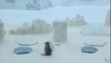 Pingu - Penguen
