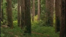 Chuck Norris - Forest Warrior Dövüş Sahnesi