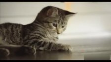 Dünyanın En Tehditkar Canlısı Olarak Kedi