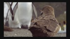 Penguen Kral